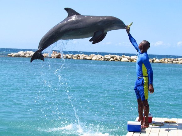 Dolphin Cove at Treasure Reef Tour